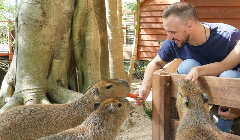 Capybaras Encounter Currumbin Wildlife Sanctuary