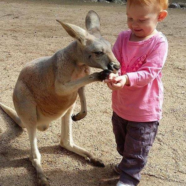 Currumbin Wildlife Sanctuary, the Perfect Day Out for Kids and Families