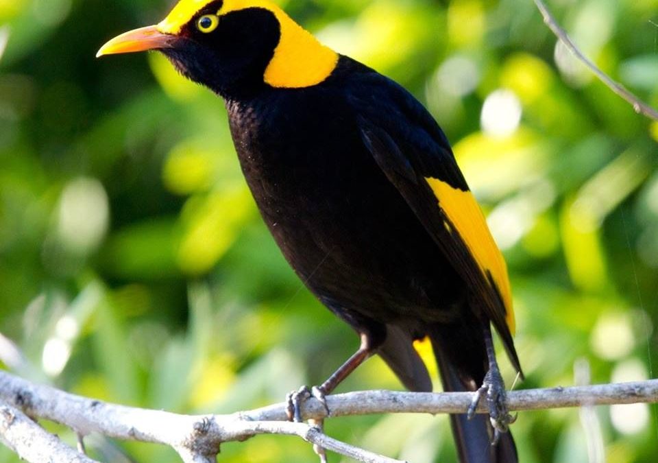 Witness Over 200 Species of Bird at O’Reilly’s Annual Bird Week