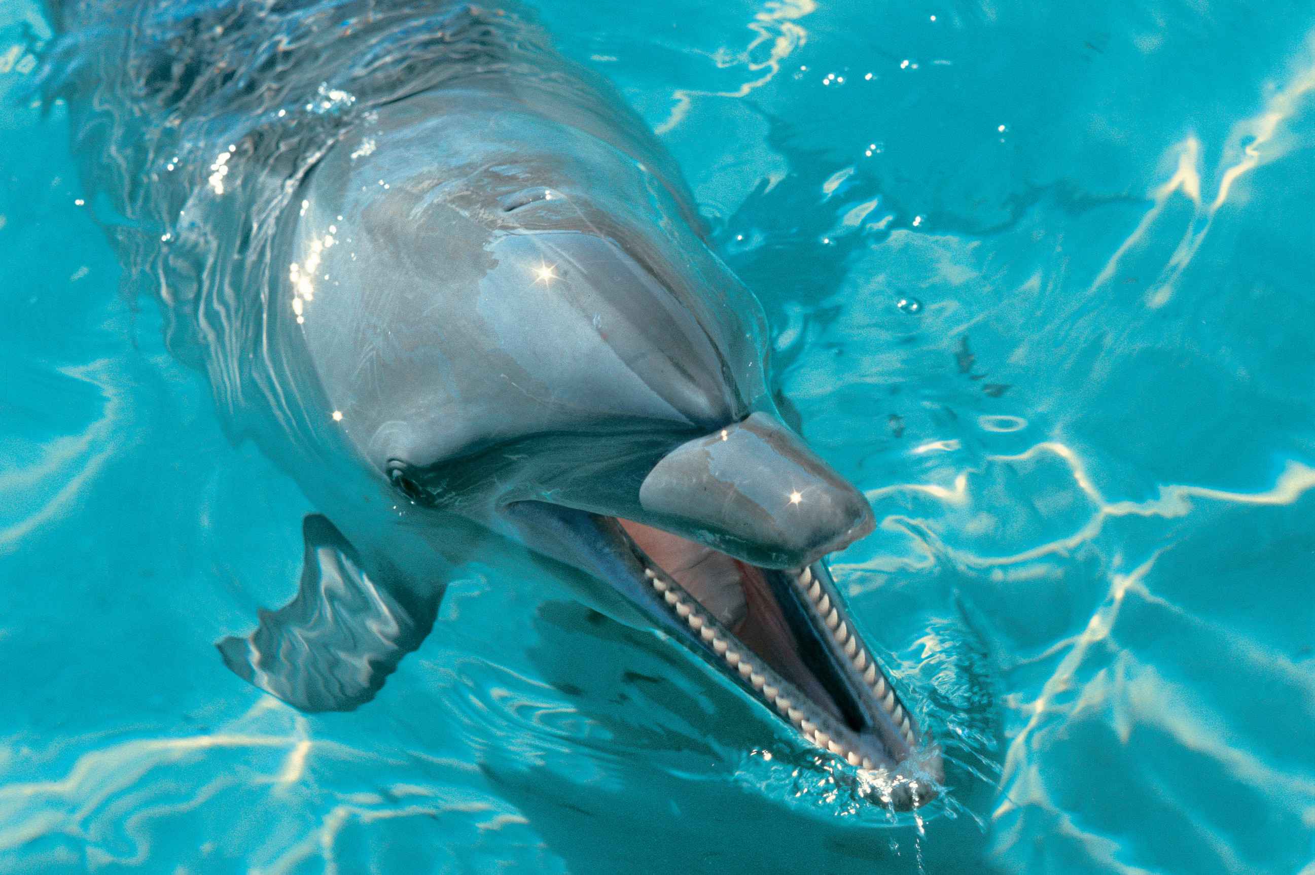 Sea World Theme Park