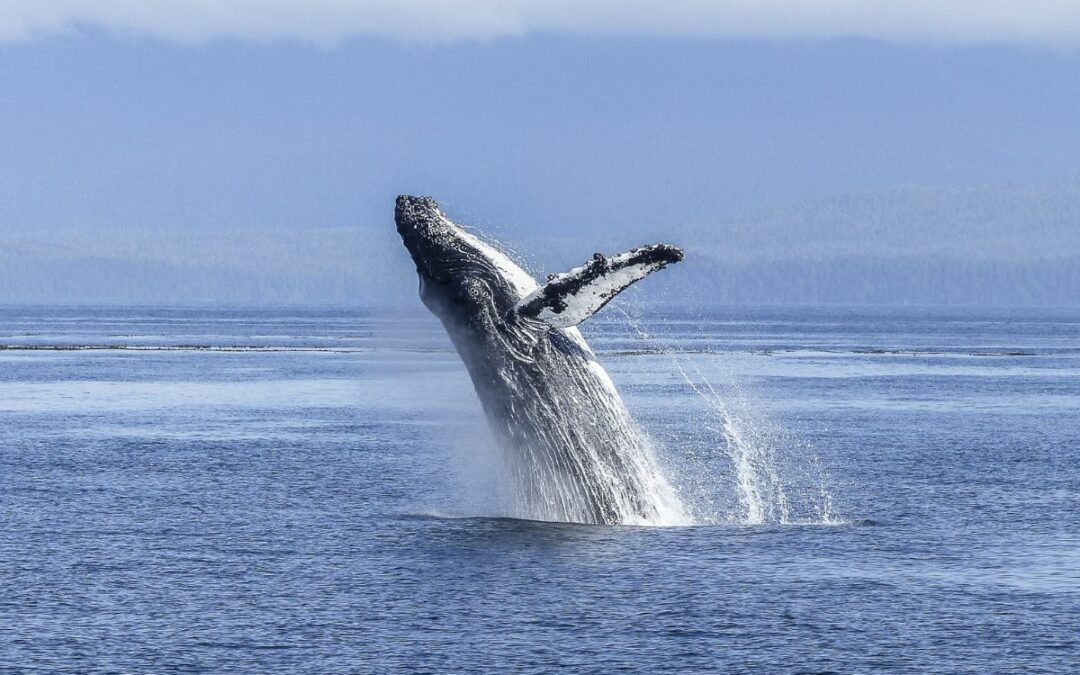 Best Whale Watching Cruises on the Gold Coast