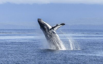 Best Whale Watching Cruises on the Gold Coast