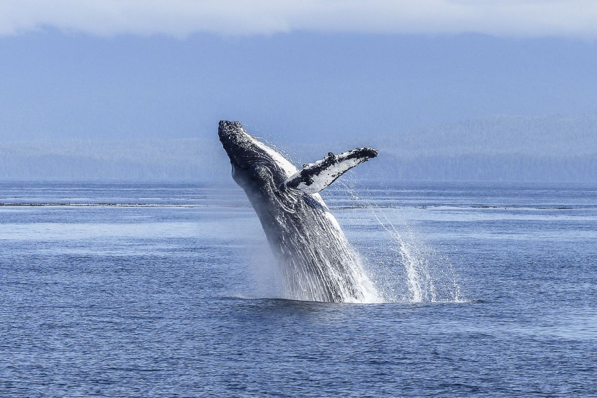 Whale Watching Palm Beach