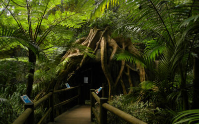 A hinterland family day from Palm Beach: the easy loop