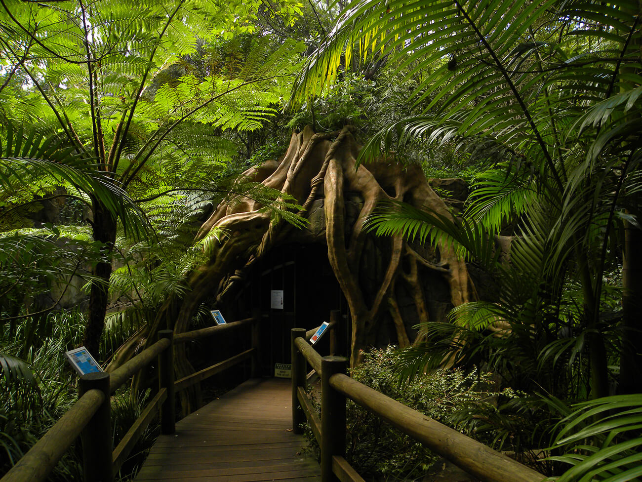 Rainforest glow worm cave entrance at Cedar Creek Estate on Tamborine Mountain